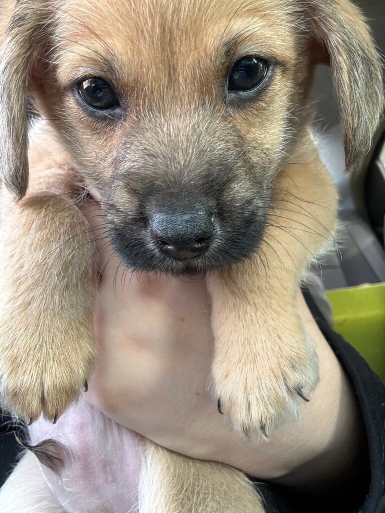Foto de Milo