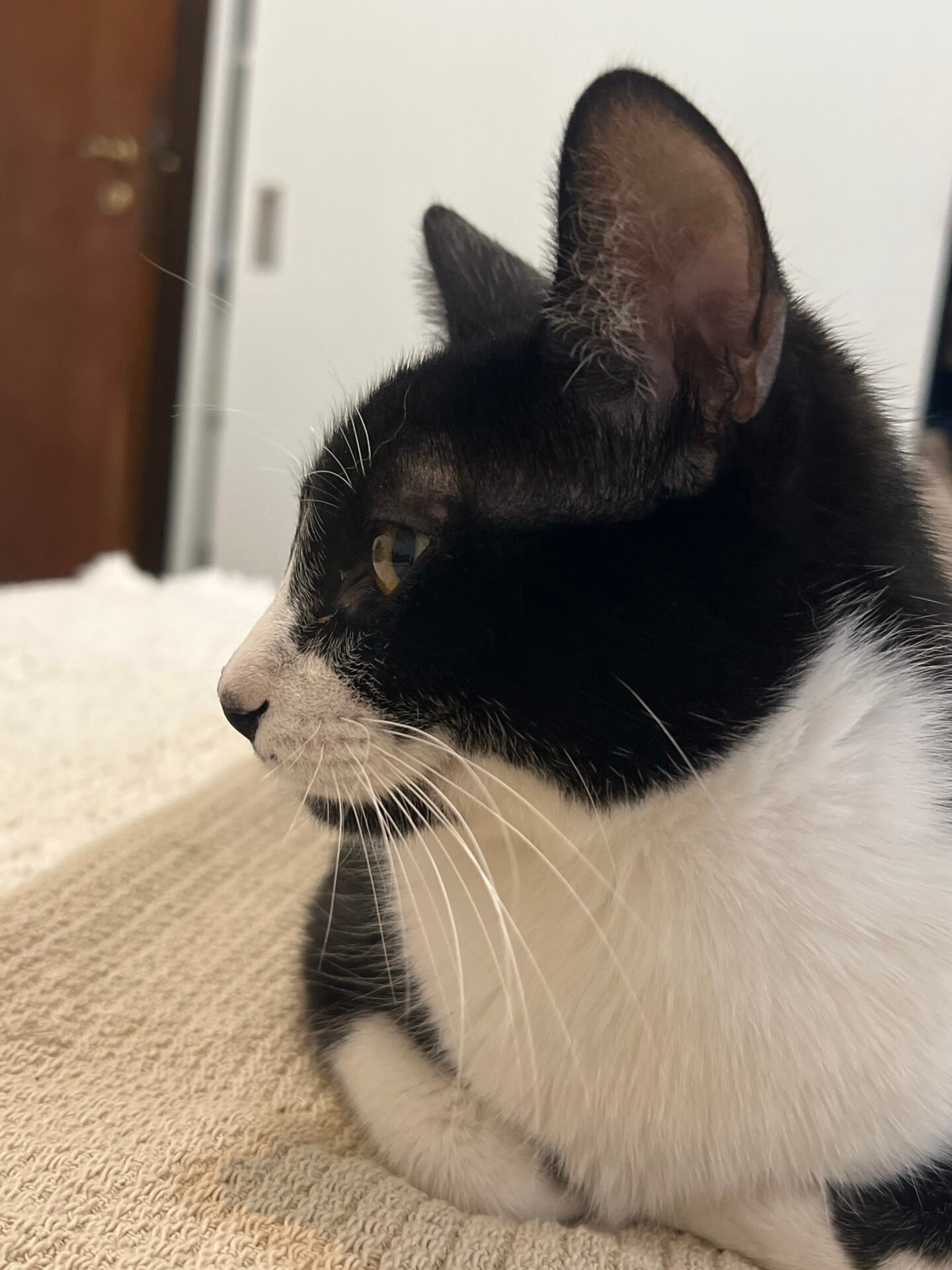 Rodolfo
